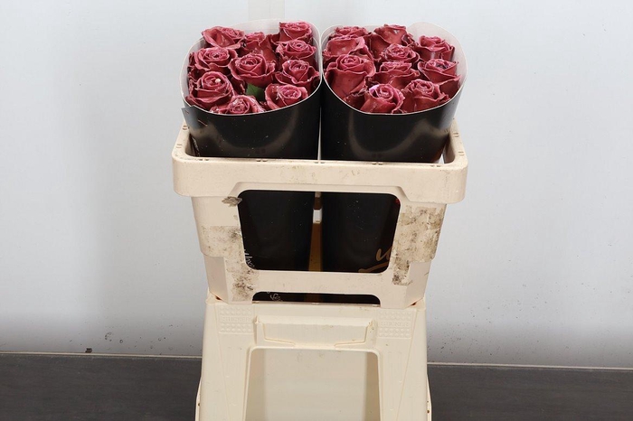 <h4>R Ov Wx 50cm Classic Dark Pink</h4>