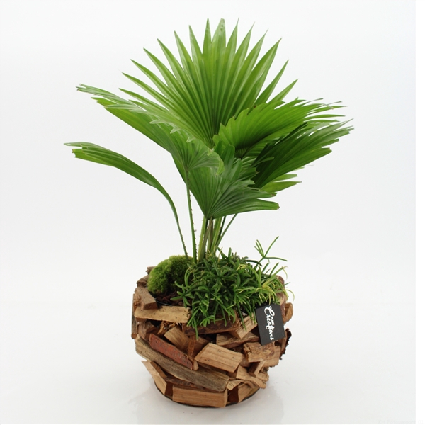 <h4>GRCR-2567 Green Essentials</h4>