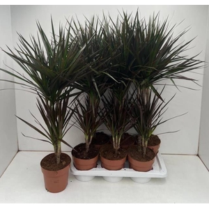 Dracaena marginata Magenta 17Ø 90cm 2pp