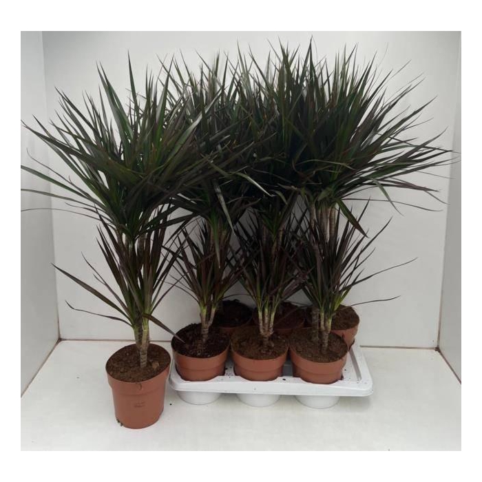 <h4>Dracaena marginata Magenta 17Ø 90cm 2pp</h4>