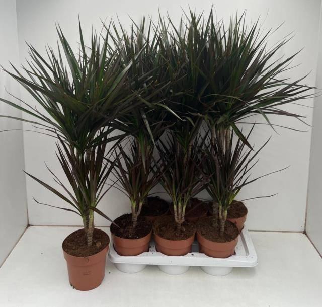Dracaena marginata Magenta 17Ø 90cm 2pp