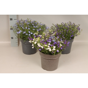 Perkplanten 19 cm Lobelia Divers