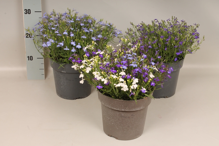 <h4>Perkplanten 19 cm Lobelia Divers</h4>
