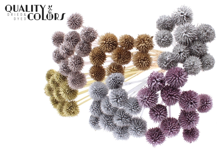 <h4>Droogbloemen   ...bewerkt H%</h4>