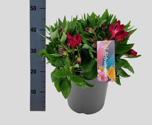 <h4>ALST INTI DOBA</h4>