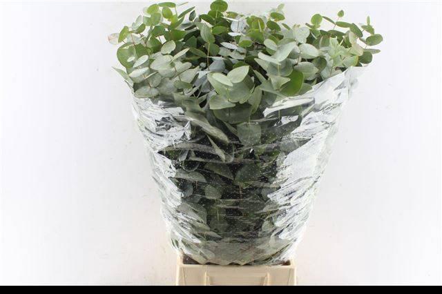 <h4>Euc Cinerea Per Bos</h4>