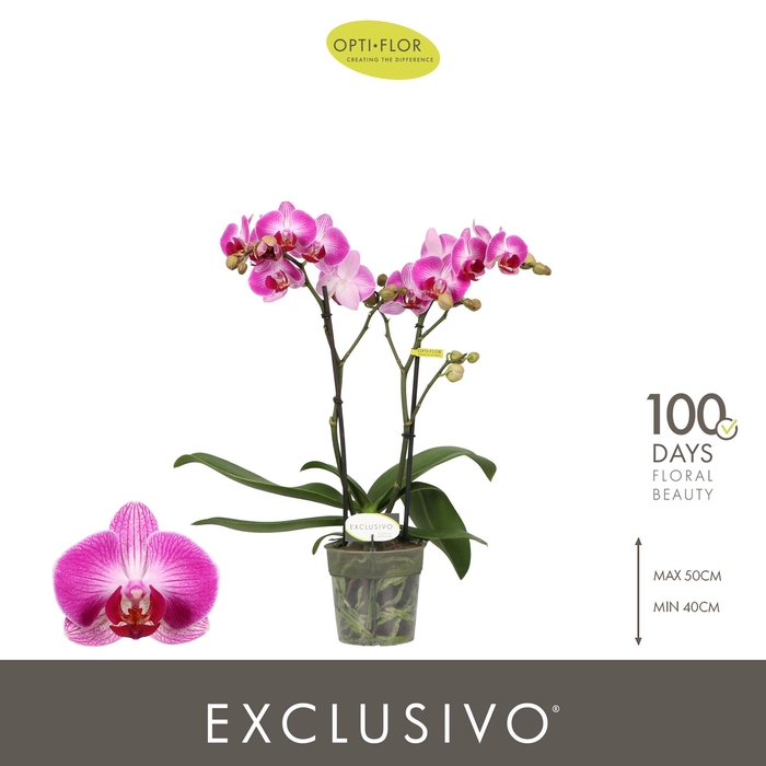 <h4>Exclusivo Bing 2 spike</h4>