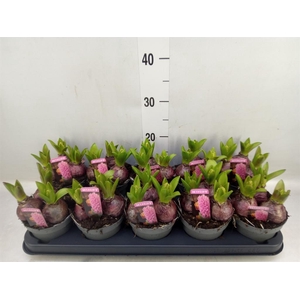 Hyacinthus orie. 'Pearl Pink'