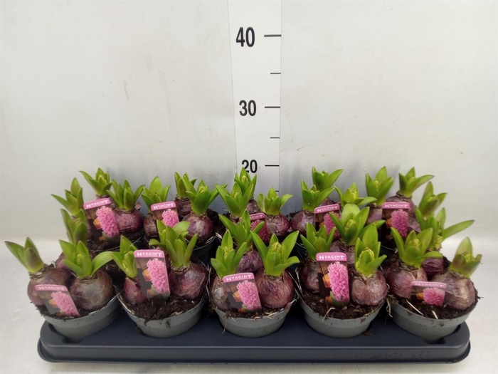 <h4>Hyacinthus orie. 'Pearl Pink'</h4>