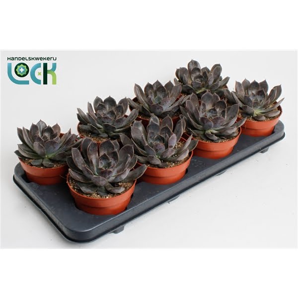 <h4>Echeveria Joost</h4>