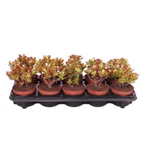 Crassula minor canarias 10,5 cm