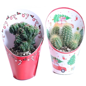 Cactus mix 8,5 cm in kerst potcover