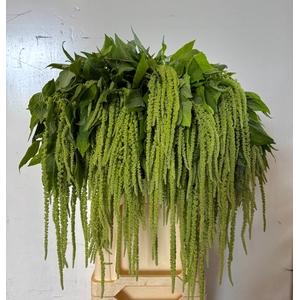 AMAR CA GREEN CORD