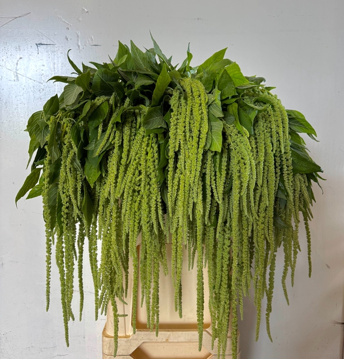 <h4>AMAR CA GREEN CORD</h4>