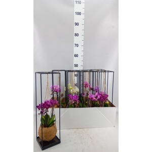 Arr.  Orchidee L%