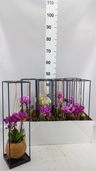 <h4>Arr.  Orchidee L%</h4>