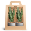 2-Pack Raw Grey Opuntia P10