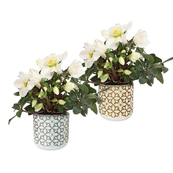 <h4>Helleborus niger 'Christmas Carol'</h4>