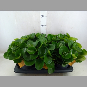 Peperomia obt. 'Green Gold'