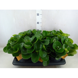 Peperomia obt. 'Green Gold'