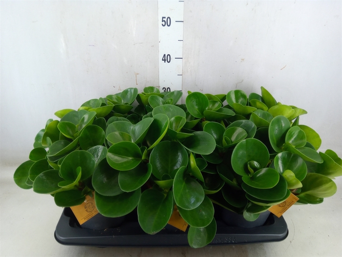 <h4>Peperomia obt. 'Green Gold'</h4>