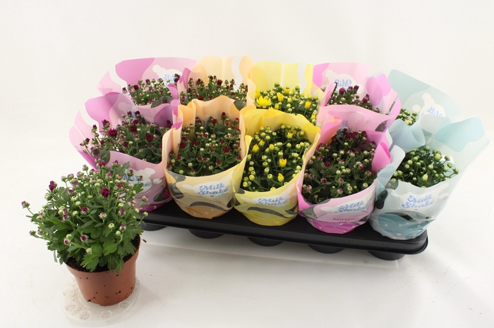 <h4>CHRYS MILKSH GEM</h4>