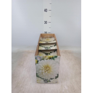 Dahlia   ...flowerbulbs