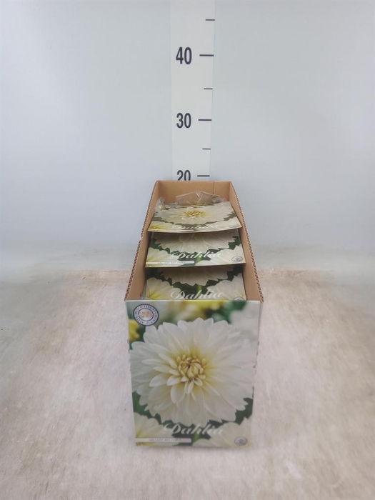 <h4>Dahlia   ...flowerbulbs</h4>