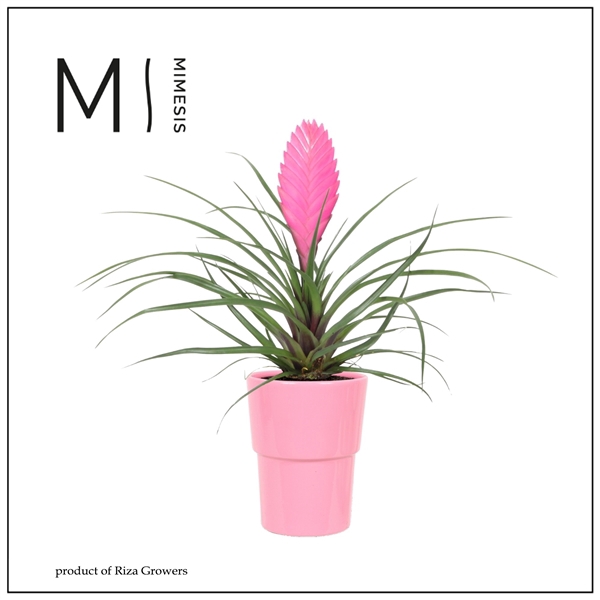<h4>Mimesis Tillandsia Vincent - 9cm in Cancun Pink ceramic</h4>
