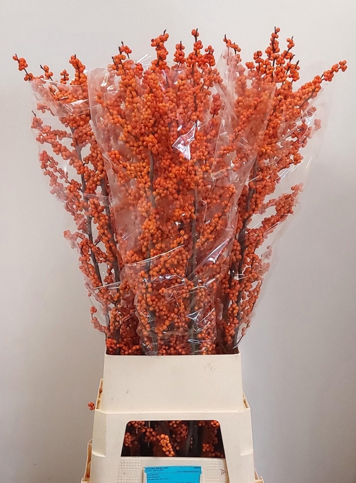 <h4>ILEX VE WINTER GOLD</h4>