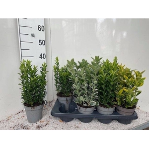EUONYMUS JAP GEM