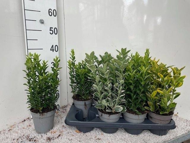 <h4>EUONYMUS JAP GEM</h4>