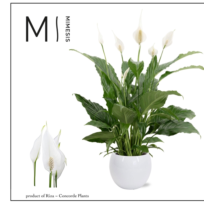 <h4>Mimesis Spathiphyllum Sweet Chico - 13 cm in Bolpot</h4>