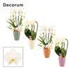 Phalaenopsis vormen mix 3 tak wit in Carly (Craft world-collecti