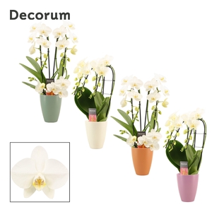 Phalaenopsis vormen mix 3 tak wit in Carly (Craft world-collecti