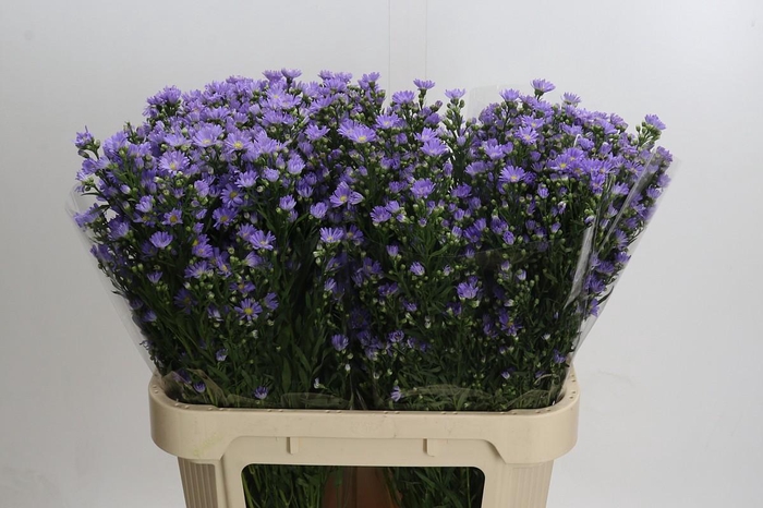 <h4>Aster Cassandra</h4>