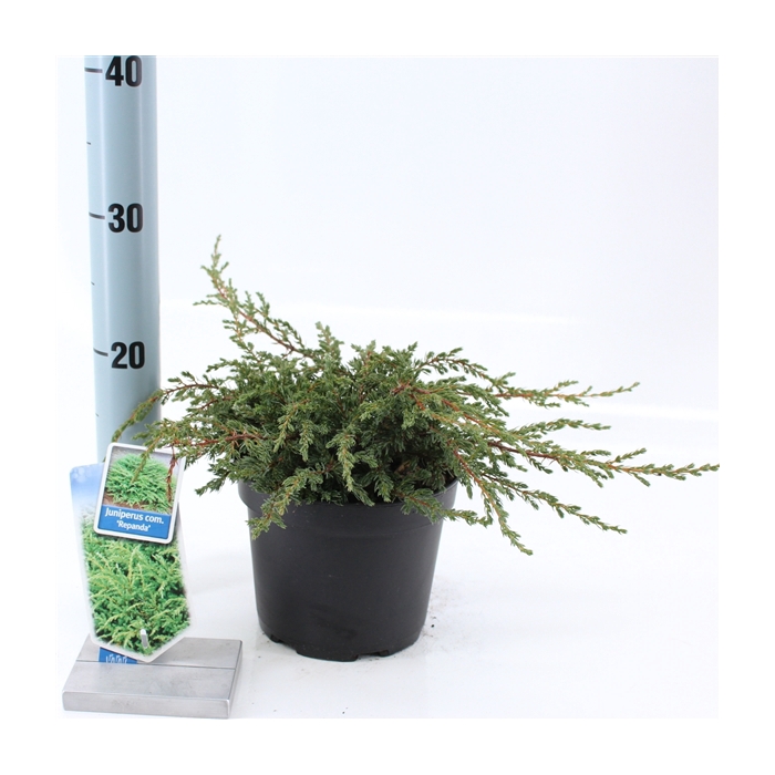 <h4>Juniperus comm. 'Repanda'</h4>