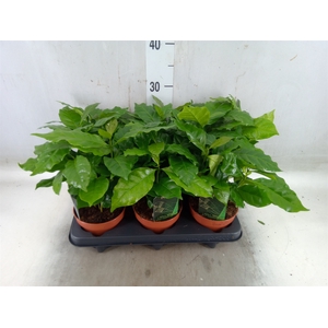 Coffea arabica