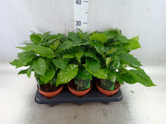 <h4>Coffea arabica</h4>