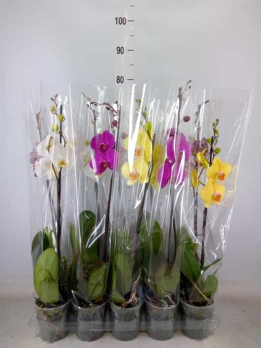 <h4>Phalaenopsis   ...mix  5</h4>