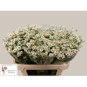 TANA PA SINGLE VEGMO