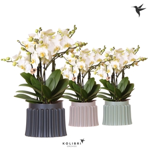 Kolibri Orchids Phalaenopsis Blossom Lausanne 6 spike in Raw pot mix