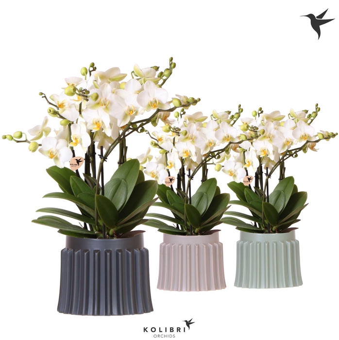 <h4>Kolibri Orchids Phalaenopsis Blossom Lausanne 6 spike in Raw pot mix</h4>