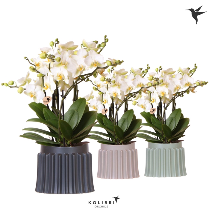 <h4>Kolibri Orchids Phalaenopsis Blossom Lausanne 6 spike in Raw pot mix</h4>