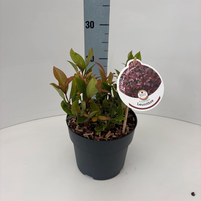 <h4>Leucothoe axillaris 'Zeblid'</h4>