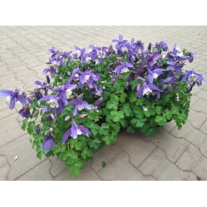AQUIL CAERULEA