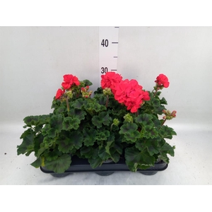 Pelargonium p.x z. 'Toscana Senna'