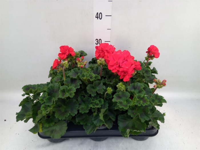 <h4>Pelargonium p.x z. 'Toscana Senna'</h4>