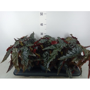 Begonia BD 'Rainbow Falls'