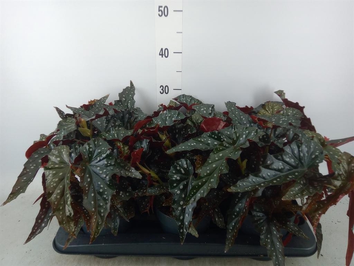 <h4>Begonia BD mac. 'Black Forest'</h4>